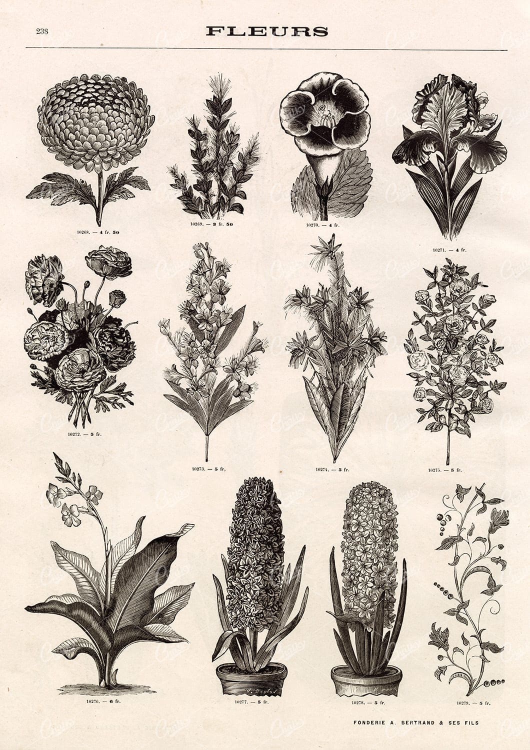 BOTANICAL - A Miscellaneous Selection of Vintage Flower Illustrations