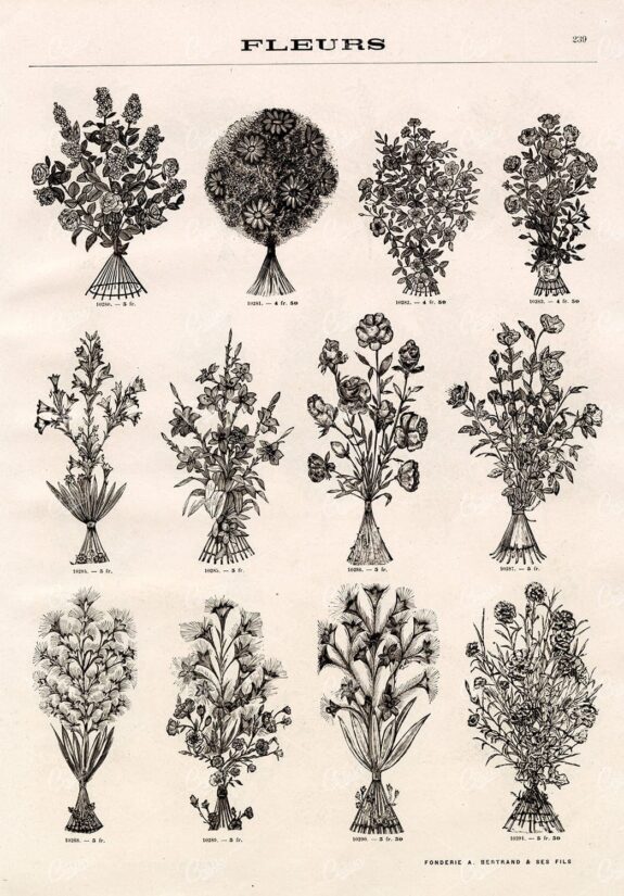 BOTANICAL - A Miscellaneous Selection of Vintage Flower Illustrations