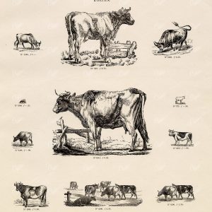 VINTAGE Selection of Cow Vignette Illustrations - Antique Stock Art