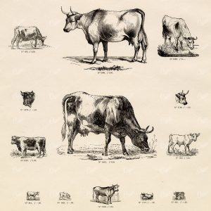 VINTAGE Selection of Cow Vignette Illustrations - Antique Stock Art