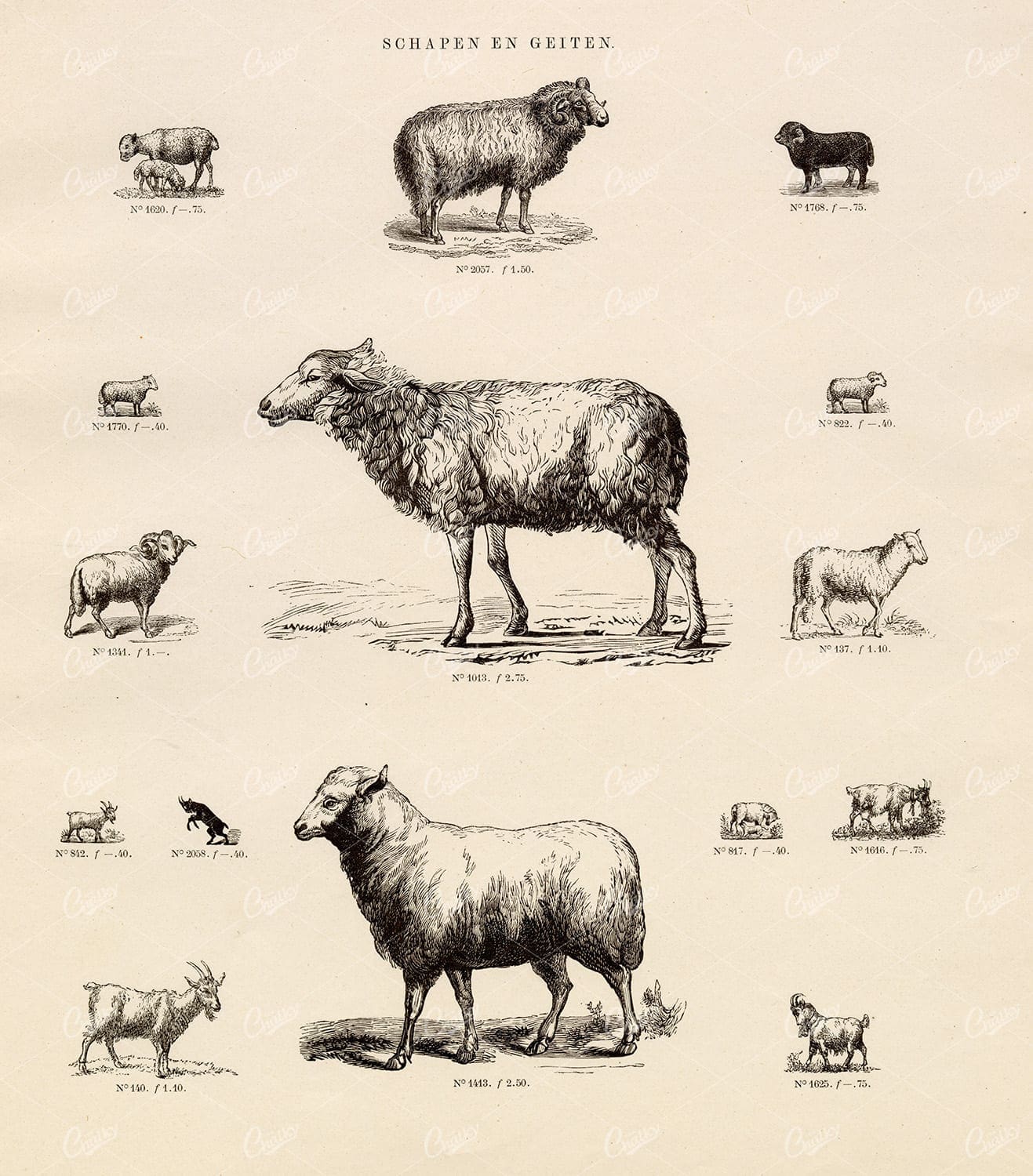 VINTAGE Selection of Sheep and Goat Vignette Illustrations - Antique Stock Art