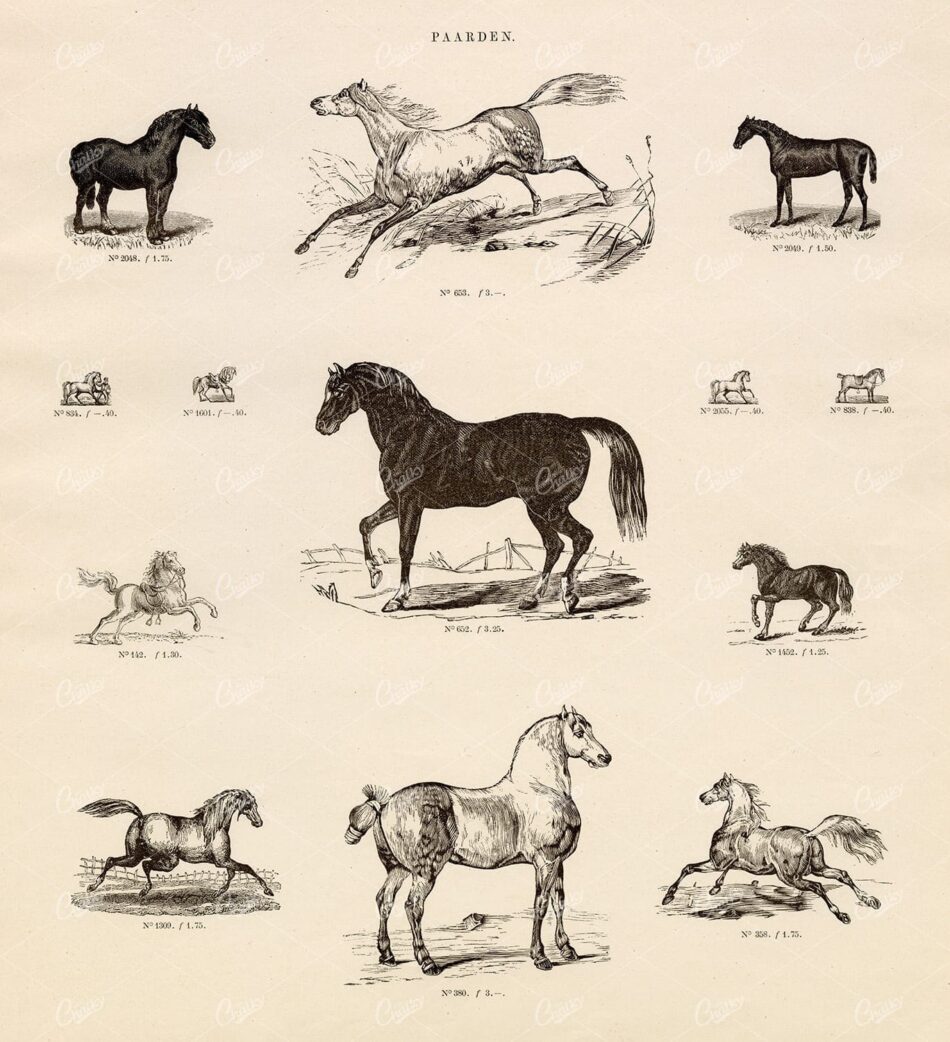 VINTAGE Selection of Horse Vignette Illustrations - Antique Stock Art