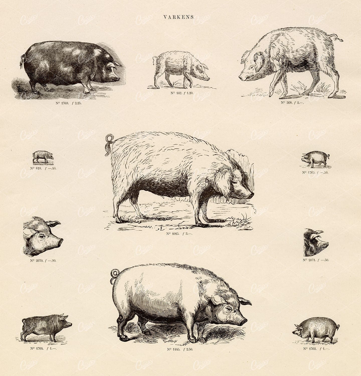 VINTAGE Selection of Pig Vignette Illustrations - Antique Stock Art