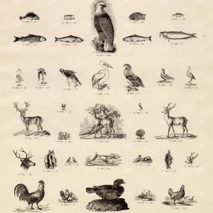 VINTAGE Selection of Wildlife Vignette Illustrations - Antique Stock Art