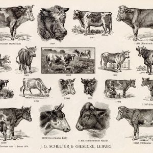 MISCELLANEOUS Selection of Vintage Farm Animal / Cattle Related Design Elements
