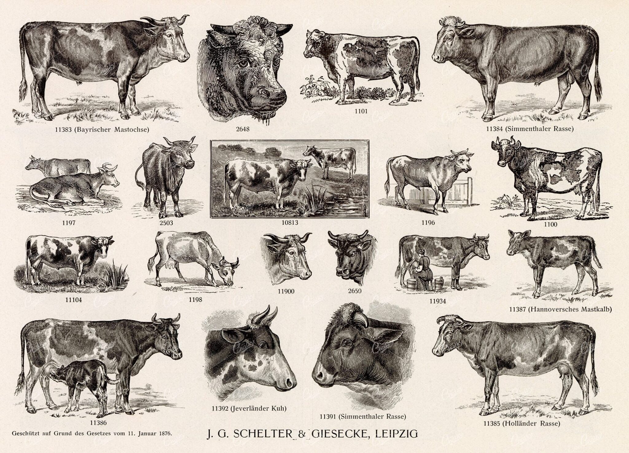 MISCELLANEOUS Selection of Vintage Farm Animal / Cattle Related Design Elements