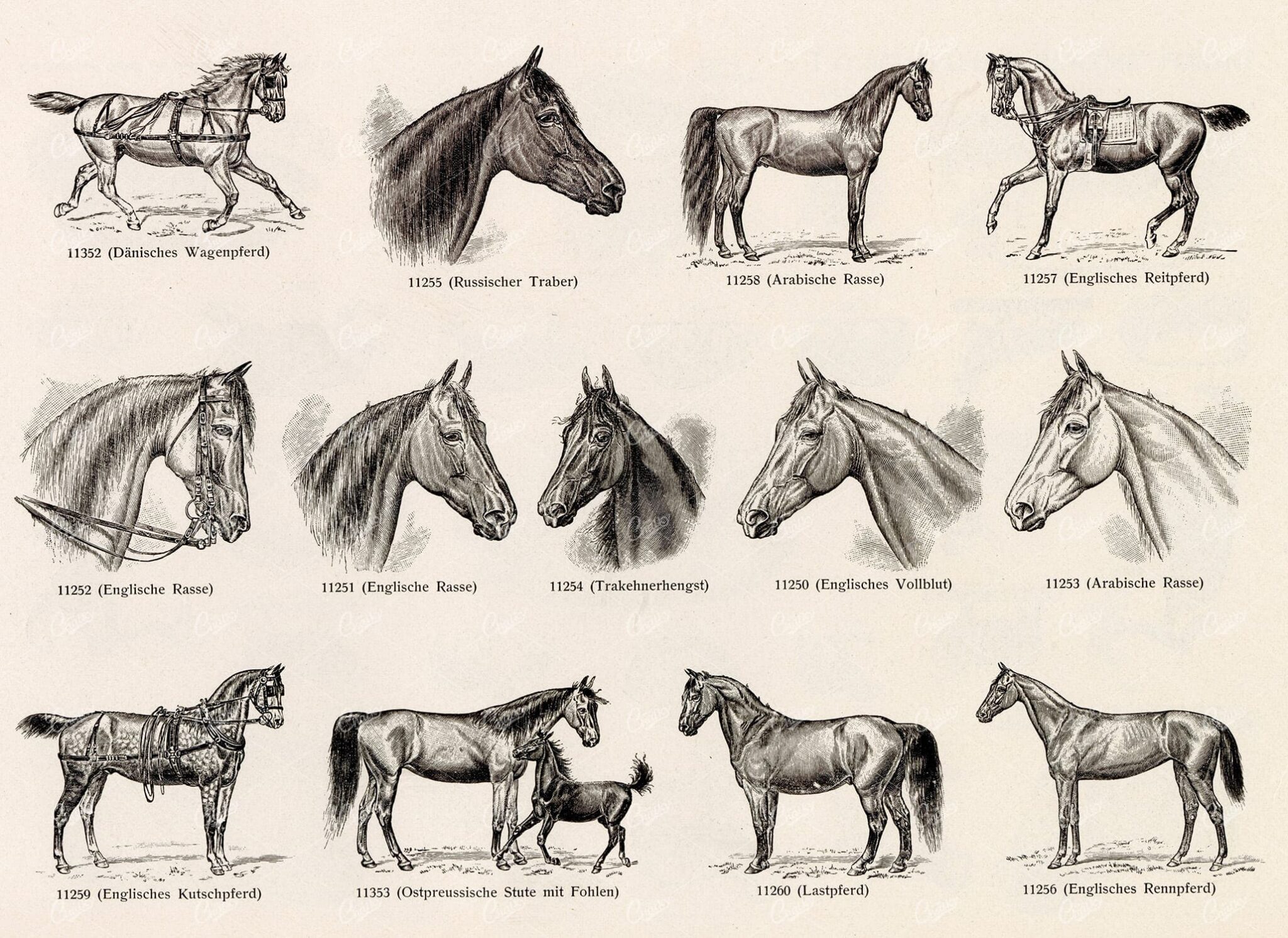 MISCELLANEOUS Selection of Vintage Horse Related Design Elements