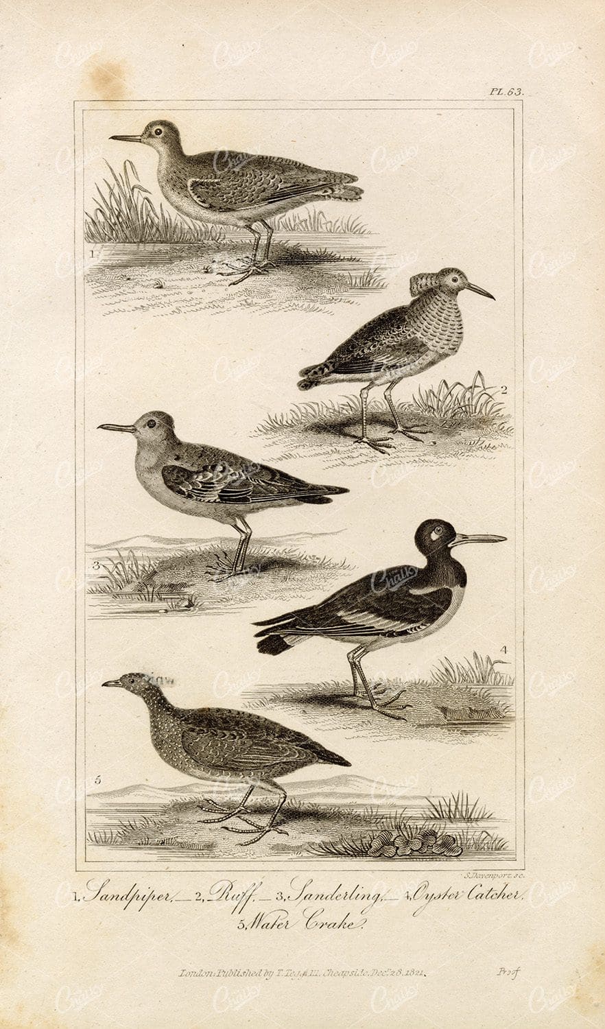 ANTIQUE Natural History - Sandpiper, Ruff, Sanderling - Birds Engraving