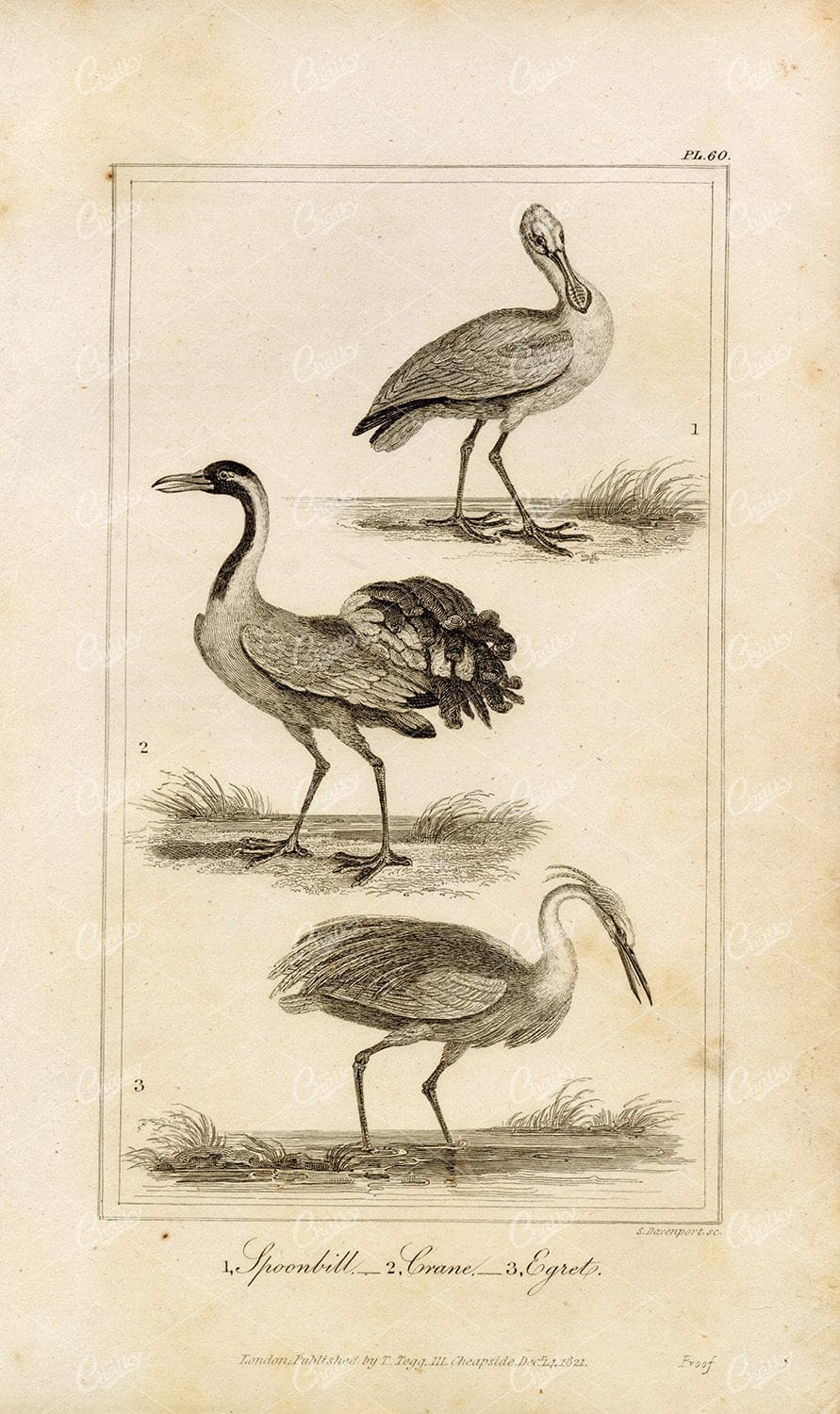 ANTIQUE Natural History Print - Spoonbill, Crane, Egret Birds Engraving