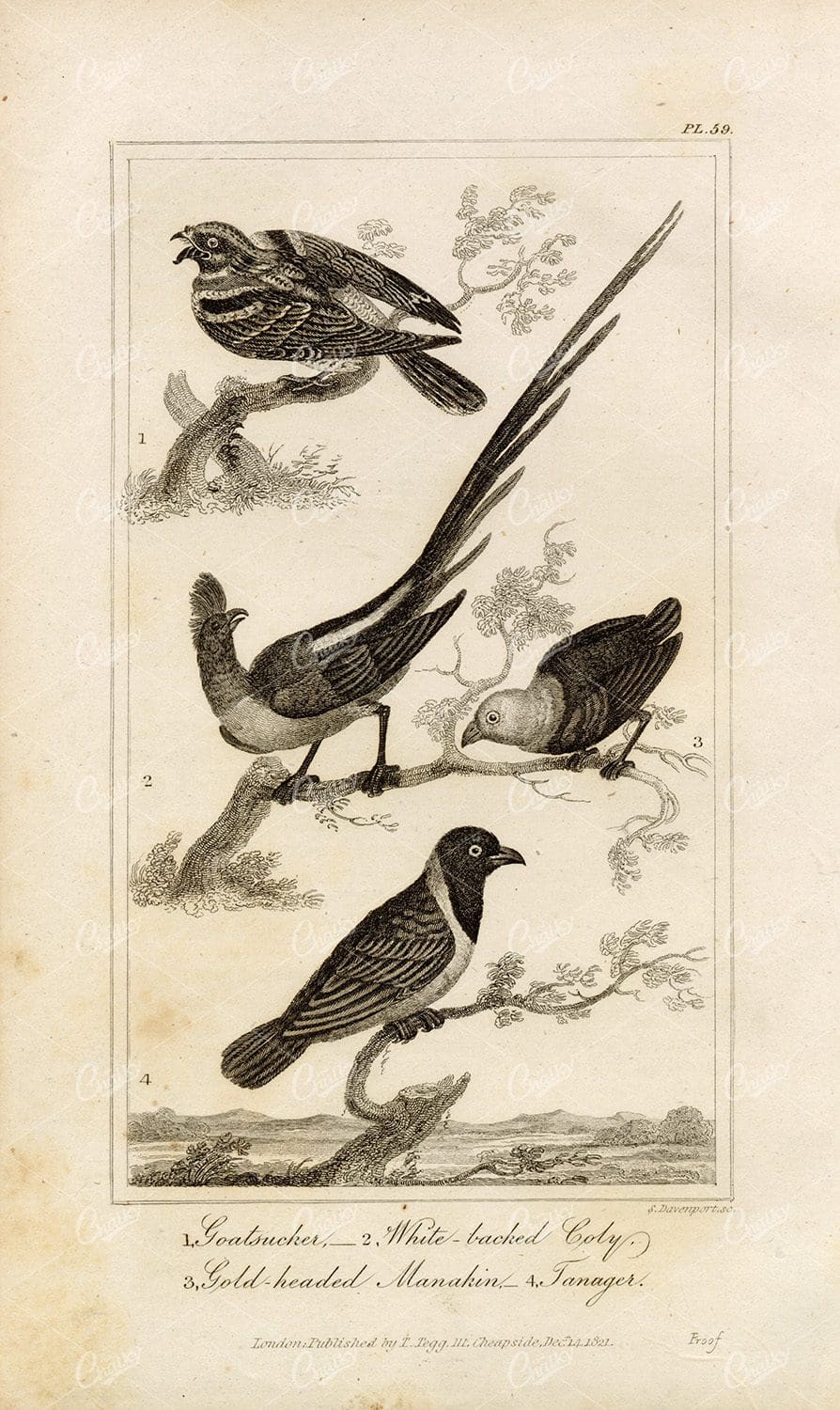 ANTIQUE Natural History Print - Goatsucker, Coly, Manakin, Tanager Birds