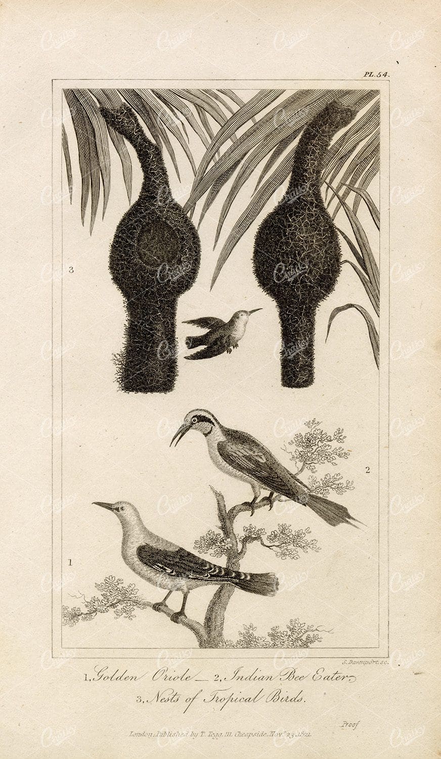 ANTIQUE Natural History Print - Oriole, Bee eater, Tropical Birds Nest