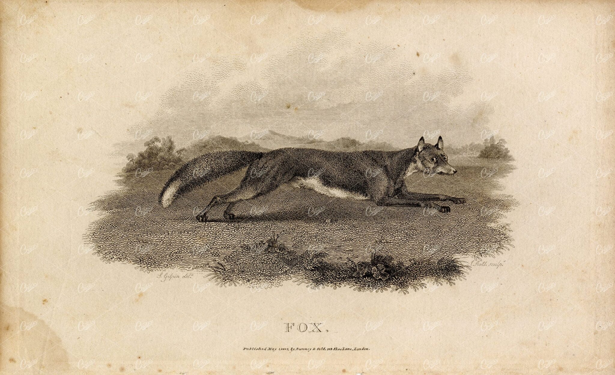 ANTIQUE Rural Sports Engraving - Fox Running Through Field