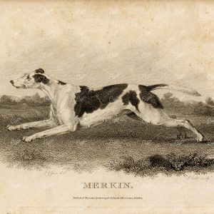 ANTIQUE Rural Sports Engraving - Merkin (Fox Hound) Dog Running