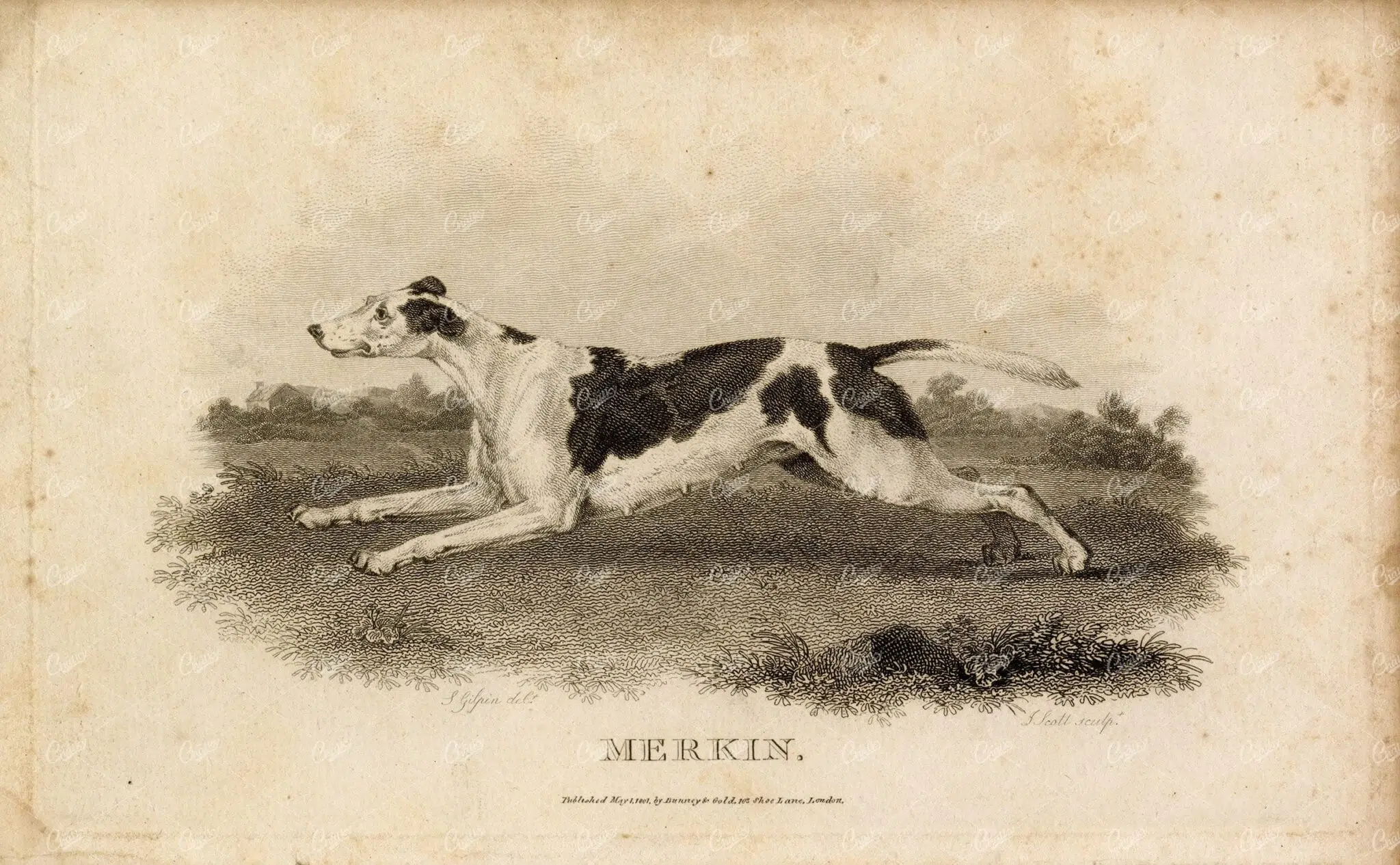 Greyhound in Full Stride – Georgian Sporting Dog Engraving