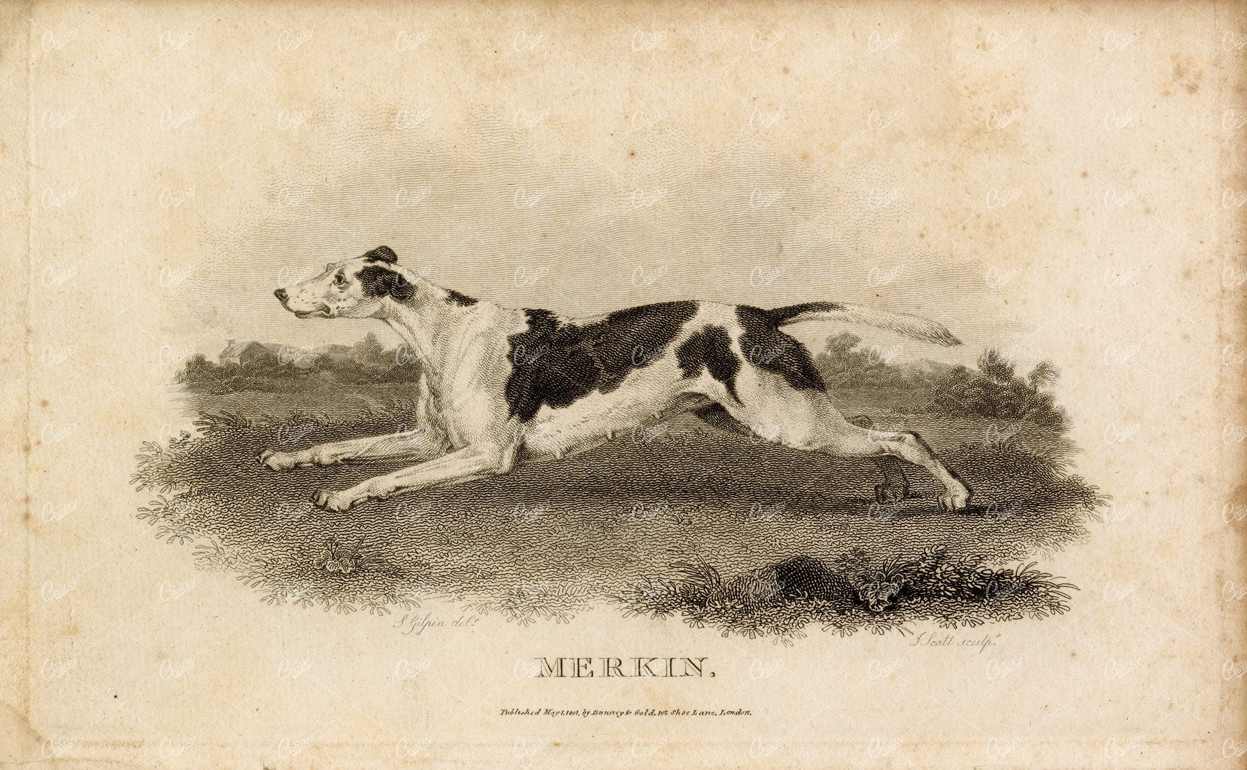 ANTIQUE Rural Sports Engraving - Merkin (Fox Hound) Dog Running