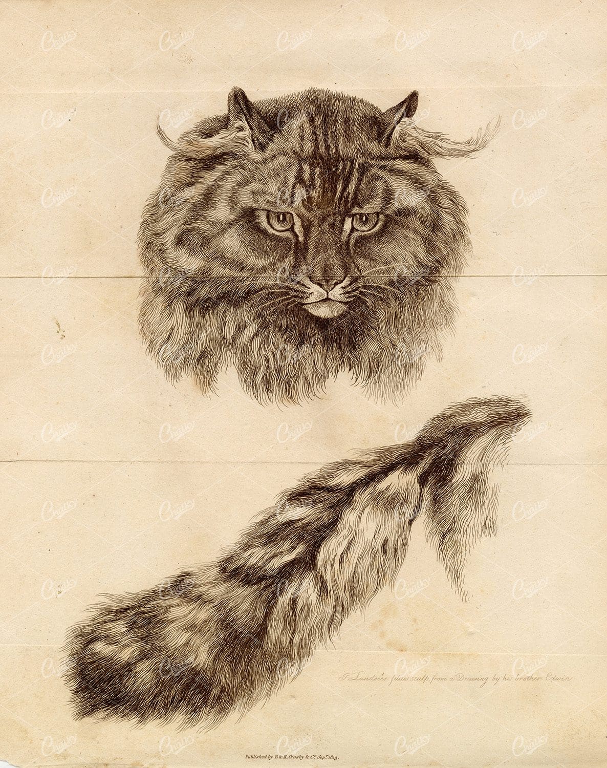 ANTIQUE Rural Sports Engraving on Folded Paper - A Cat and Tail