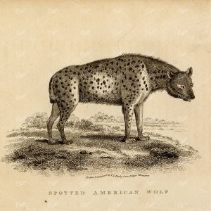 ANTIQUE 1807 Rural Sports Engraving - A Spotted American Wolf