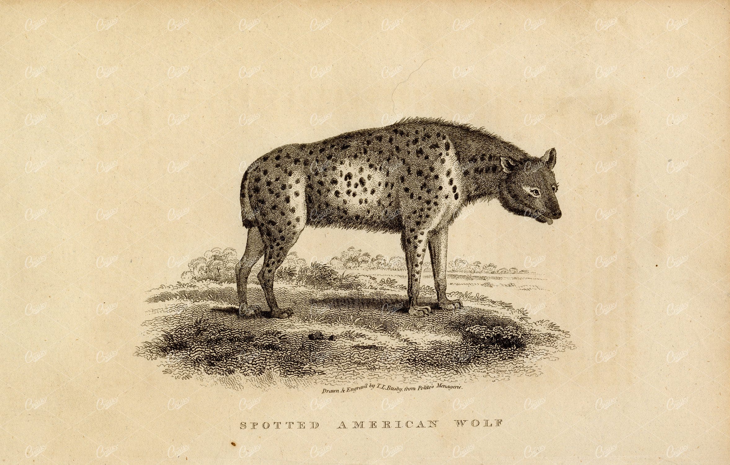 ANTIQUE 1807 Rural Sports Engraving - A Spotted American Wolf