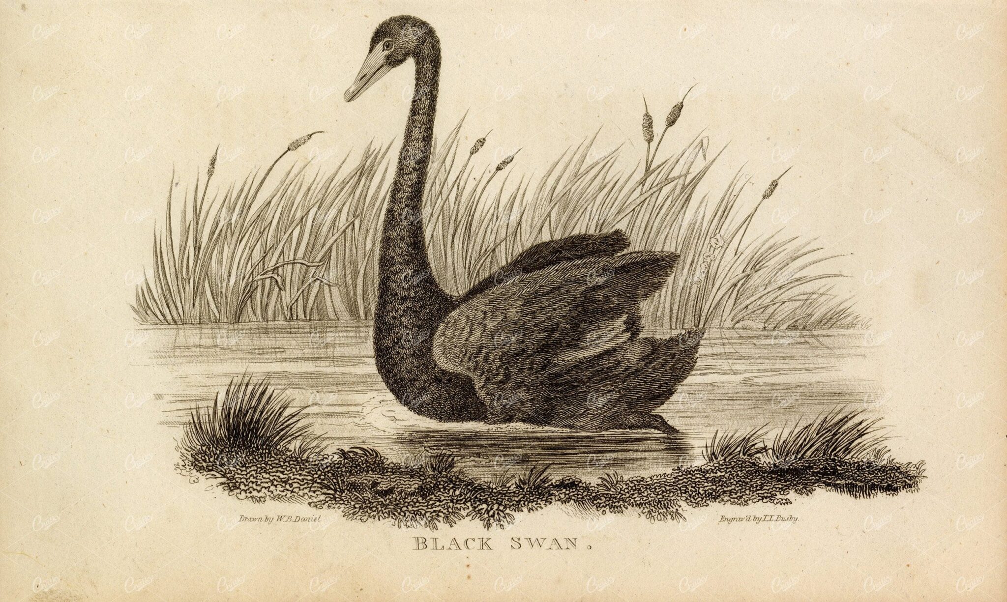 ANTIQUE 1807 Rural Sports Engraving - A Black Swan
