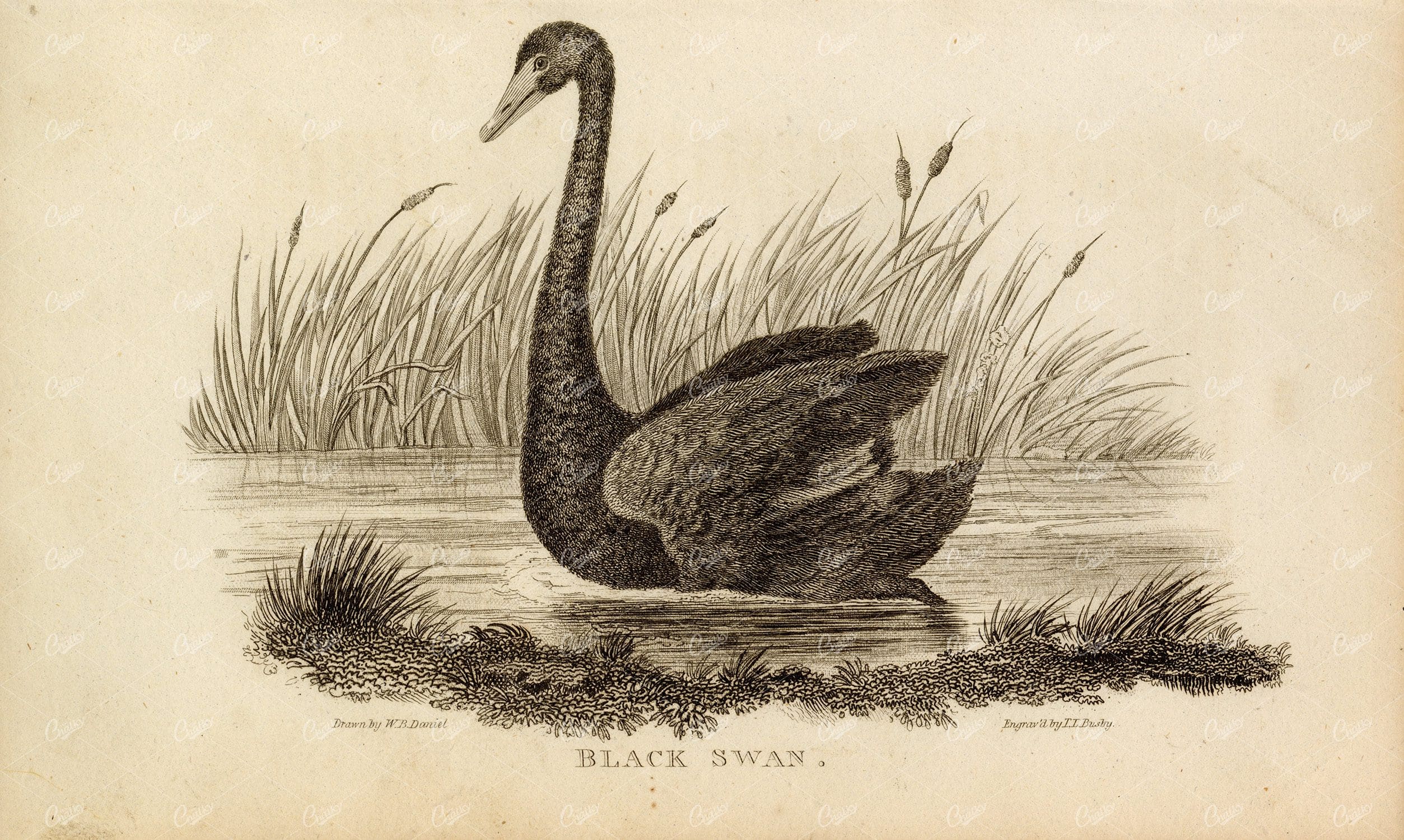 ANTIQUE 1807 Rural Sports Engraving - A Black Swan