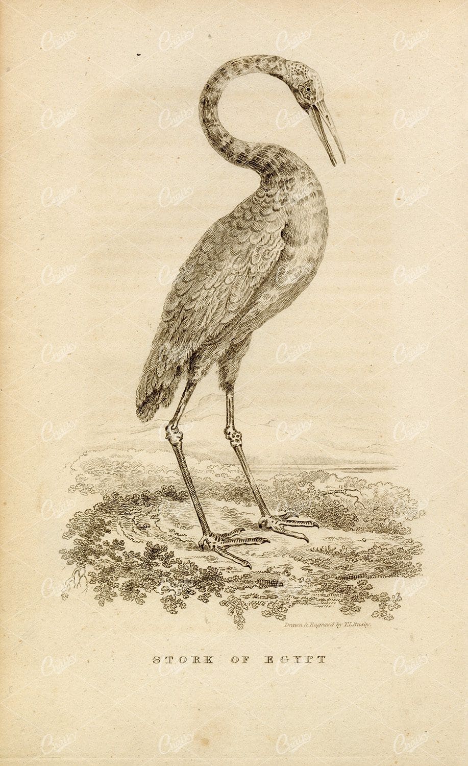 ANTIQUE Rural Sports Engraving - A Stork of Egypt
