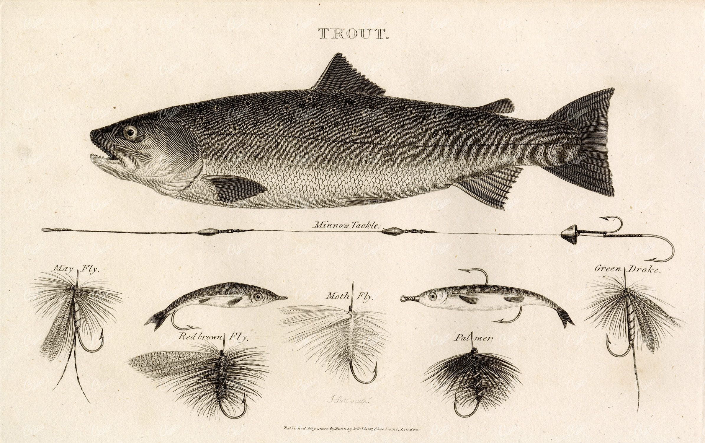 ANTIQUE Rural Sports Engraving - Fishing Tackle and Trout Fish