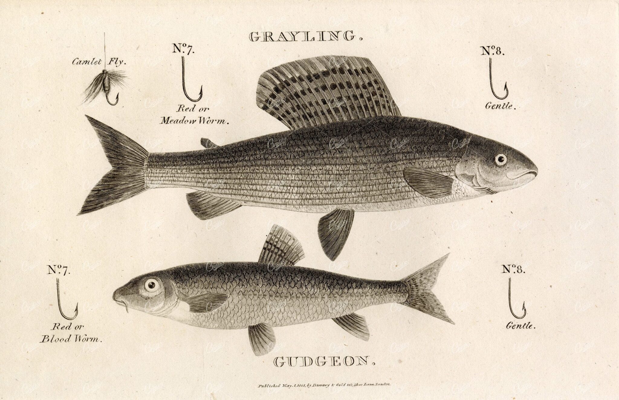 ANTIQUE Rural Sports Engraving - Grayling and Gudgeon Fish with Hooks
