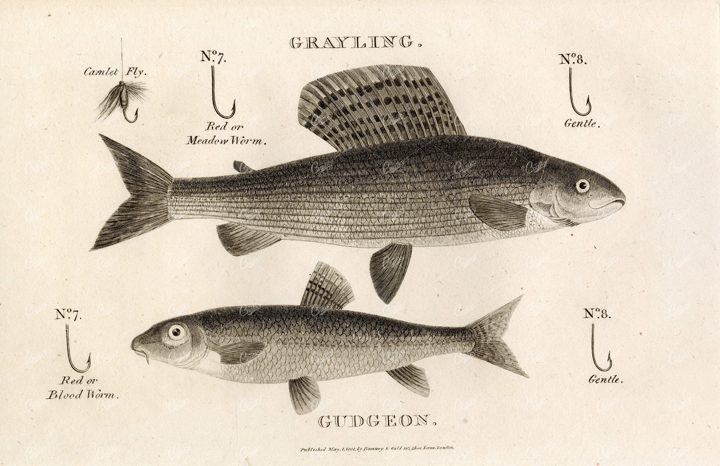 ANTIQUE Rural Sports Engraving - Grayling and Gudgeon Fish with Hooks