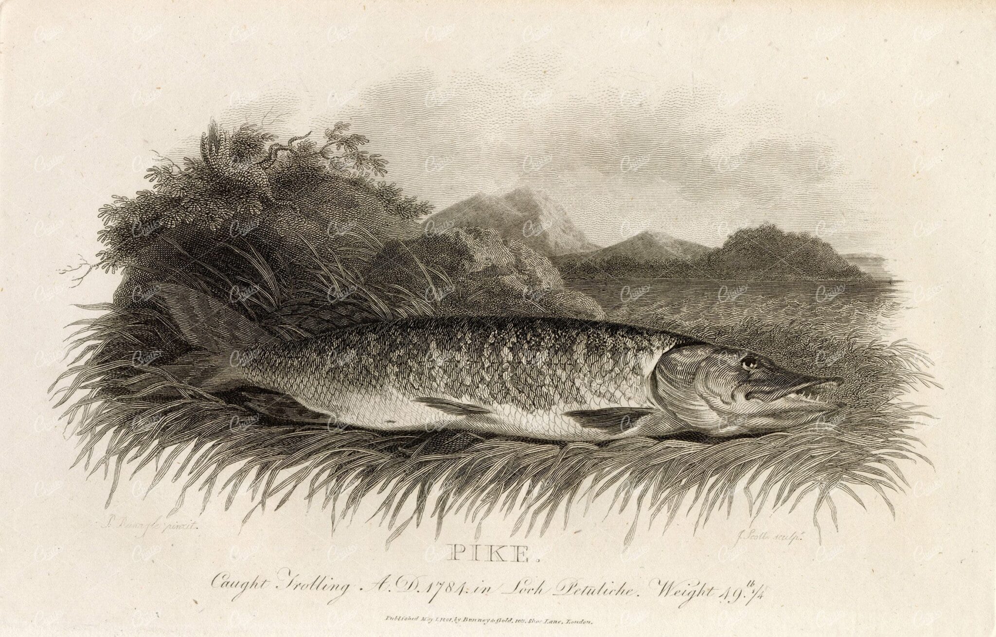 ANTIQUE 1807 Rural Sports Engraving - Pike Fish