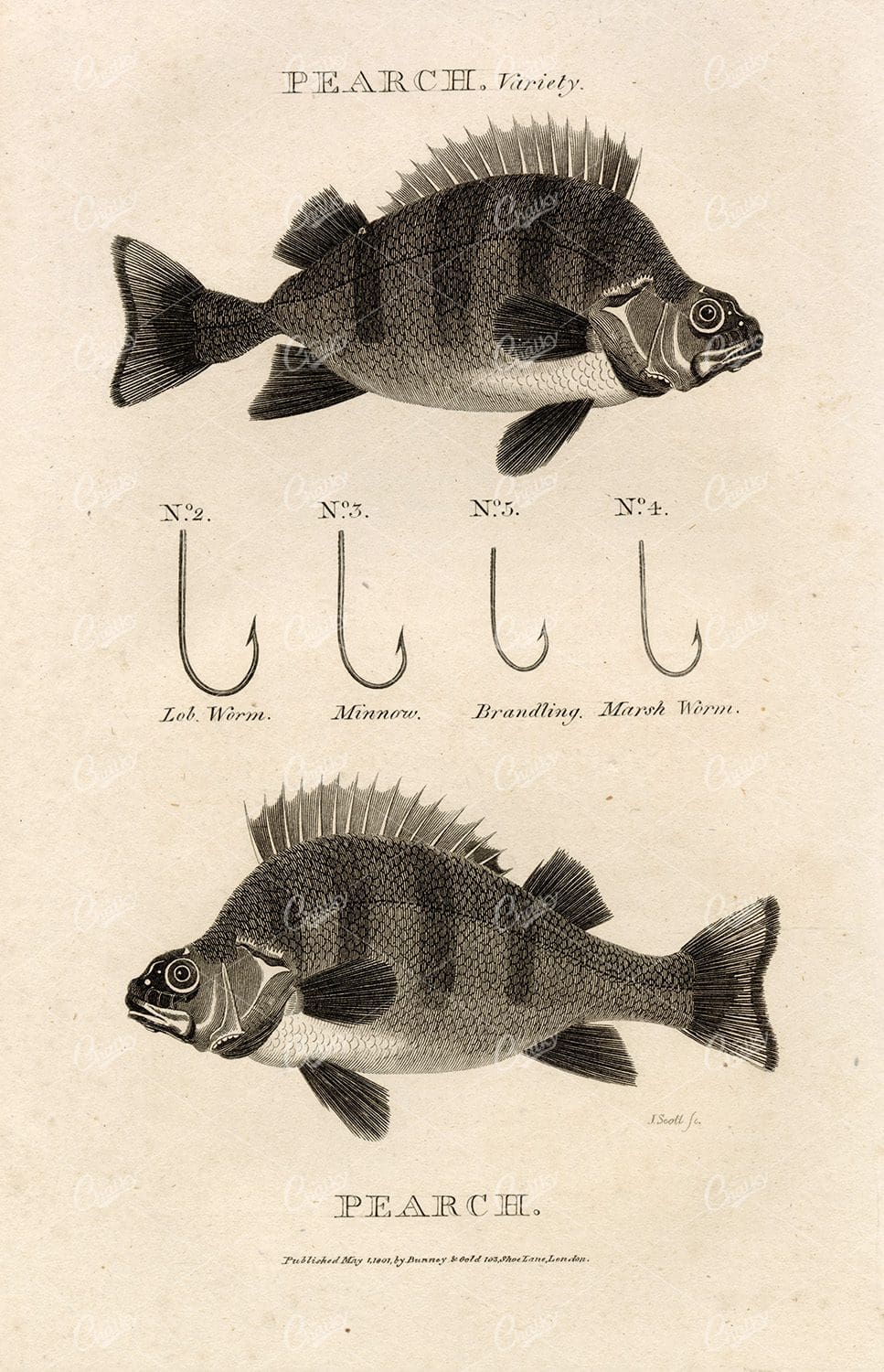 ANTIQUE Rural Sports Engraving - Pair of Perch Fish with Hooks