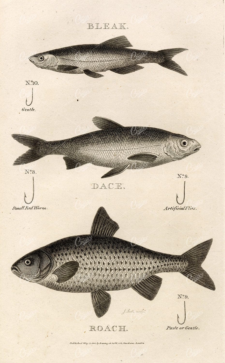 ANTIQUE Rural Sports Engraving - Bleak, Dace, and Roach Fish
