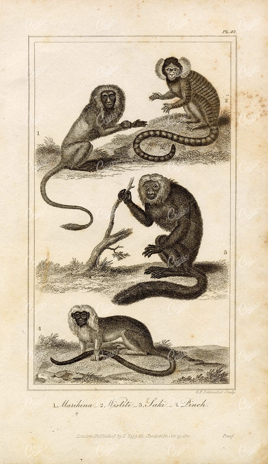 ANTIQUE Natural History Print - Marikina, Wistiti, Saki, Pinch Monkeys