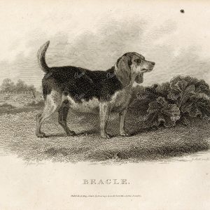 ANTIQUE Rural Sports Engraving - Beagle Dog in Field