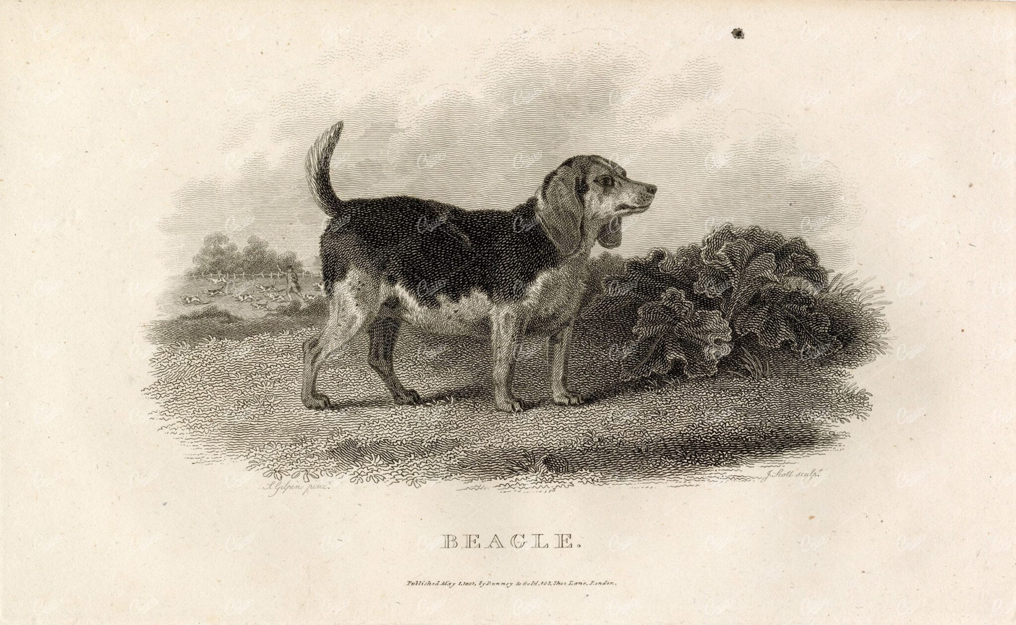 ANTIQUE Rural Sports Engraving - Beagle Dog in Field