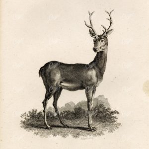 ANTIQUE Rural Sports 1807 Black and White Engraving of a Stag