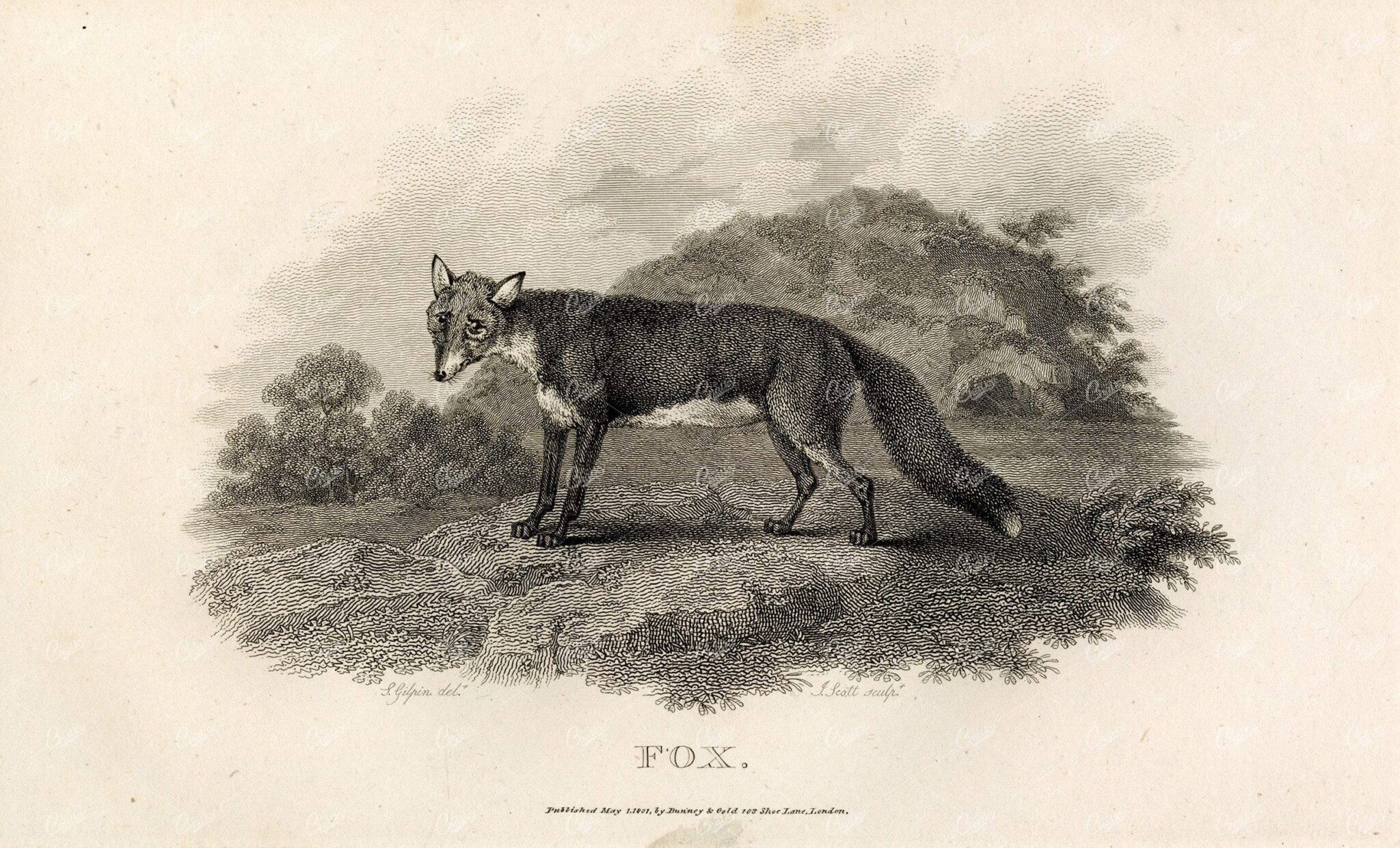 ANTIQUE Rural Sports 1807 Black and White Engraving of a Fox