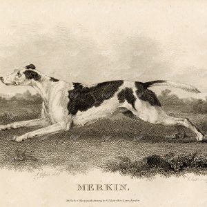 ANTIQUE Rural Sports Engraving - Merkin (Fox Hound) Dog Running