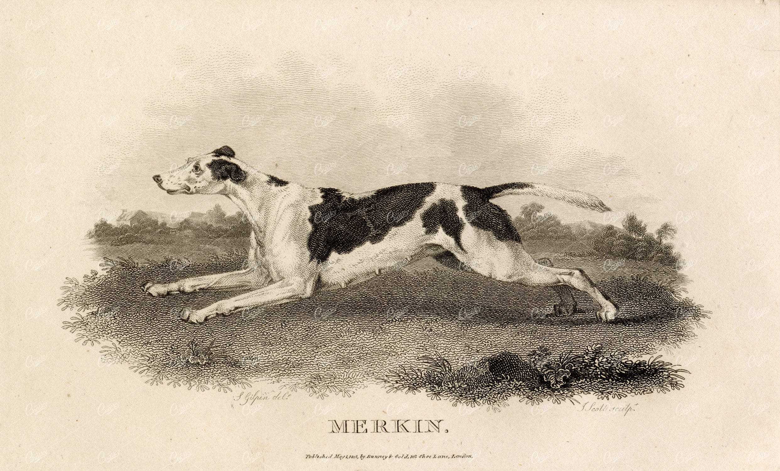 ANTIQUE Rural Sports Engraving - Merkin (Fox Hound) Dog Running