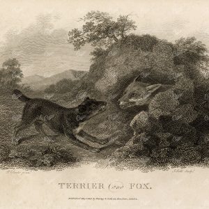ANTIQUE Rural Sports Engraving - Terrier Dog and Fox Snarling