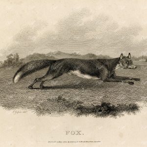 ANTIQUE Rural Sports Engraving - Fox Running Through Field
