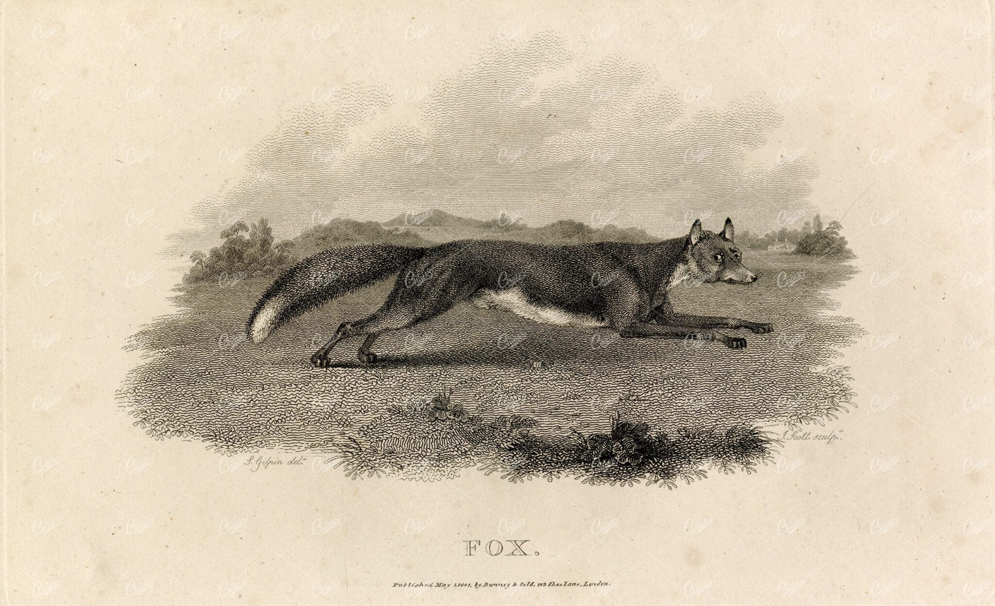 ANTIQUE Rural Sports Engraving - Fox Running Through Field