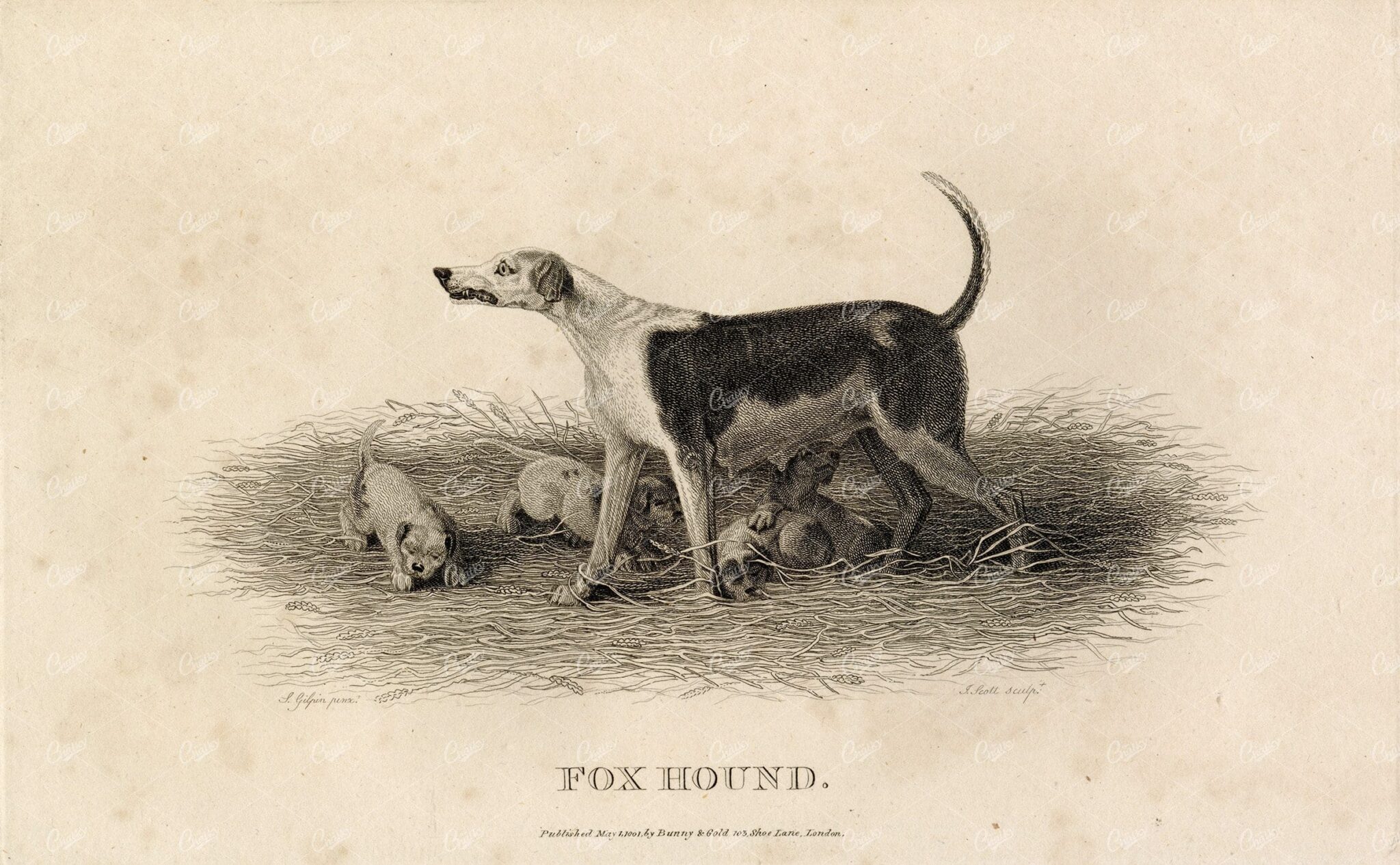 ANTIQUE Rural Sports Engraving - Fox Hound and her Pups