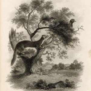 ANTIQUE Rural Sports Engraving - Martin and Pheasant in a Tree
