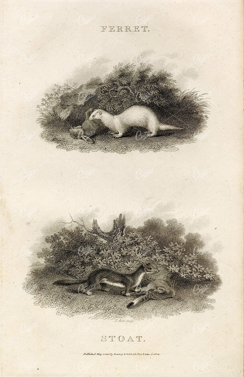 ANTIQUE Rural Sports Engraving - Ferret and Stoat