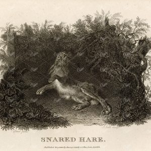 ANTIQUE Rural Sports Engraving - Snared Hare Caught in Trap