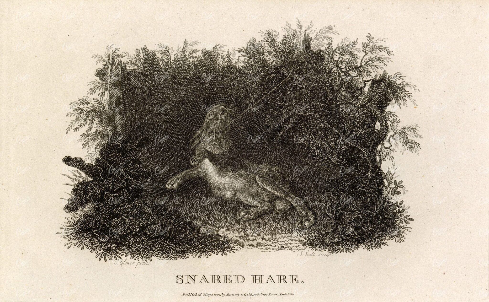 ANTIQUE Rural Sports Engraving - Snared Hare Caught in Trap
