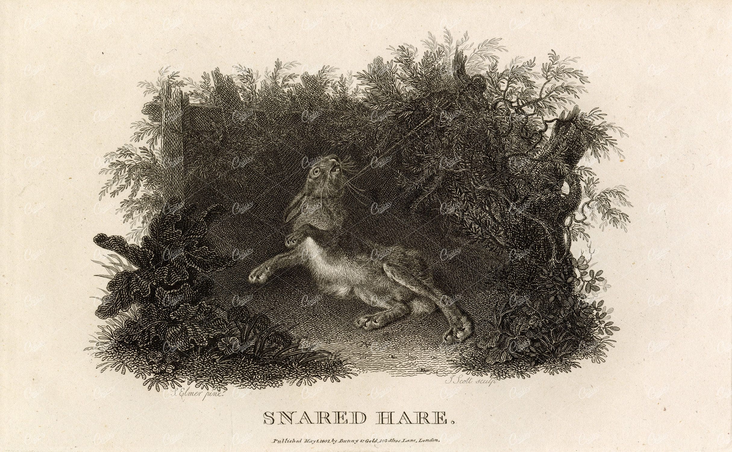 ANTIQUE Rural Sports Engraving - Snared Hare Caught in Trap