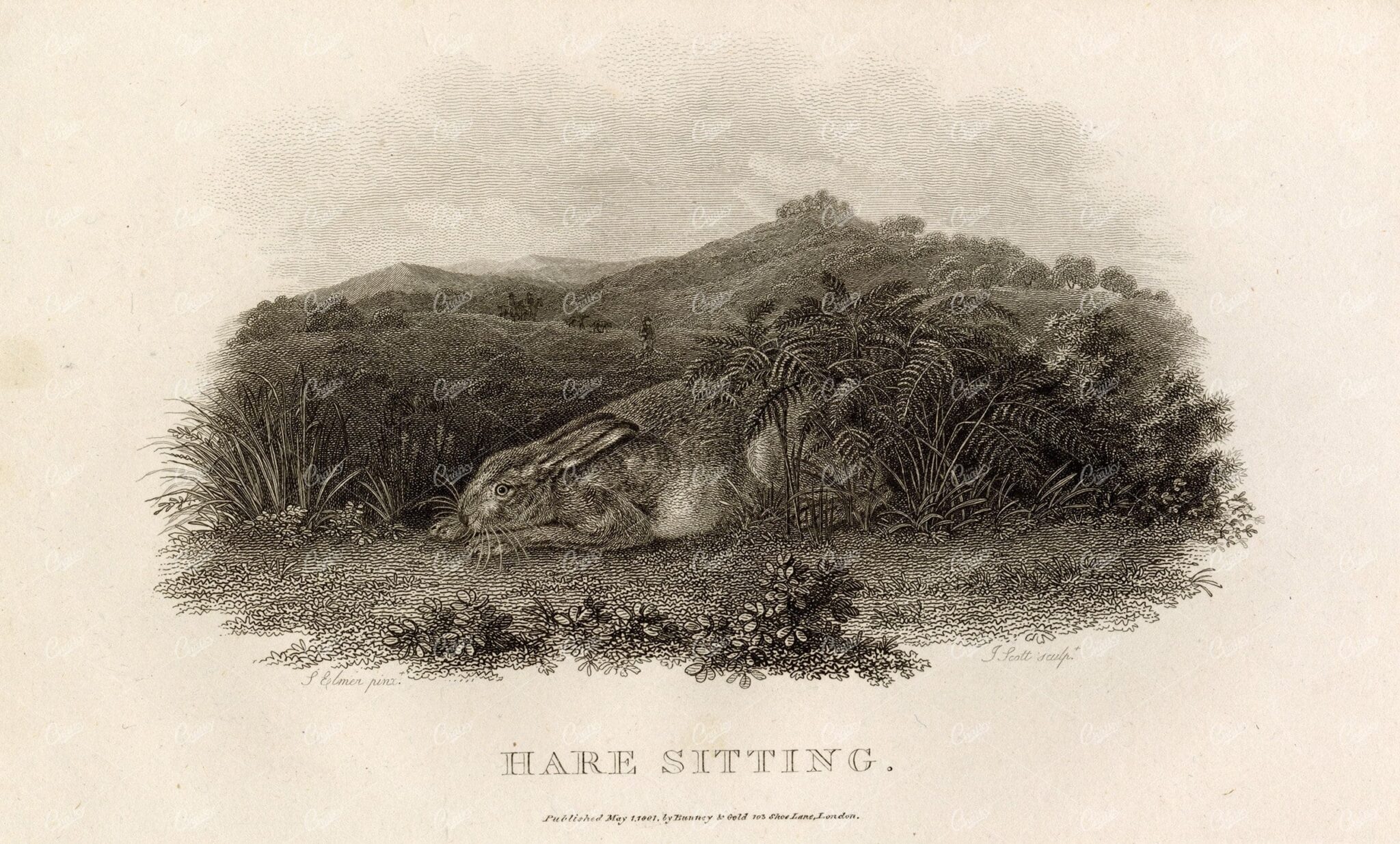 ANTIQUE Rural Sports Engraving - Hare Hiding from Hunters