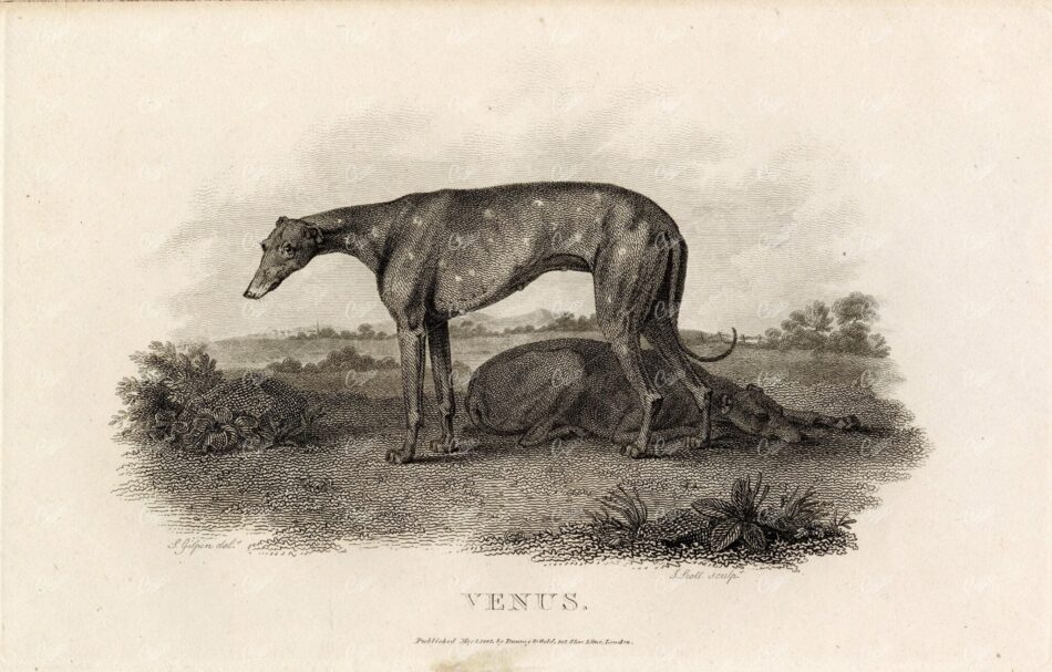 ANTIQUE Rural Sports Engraving - 'Venus' the Greyhound