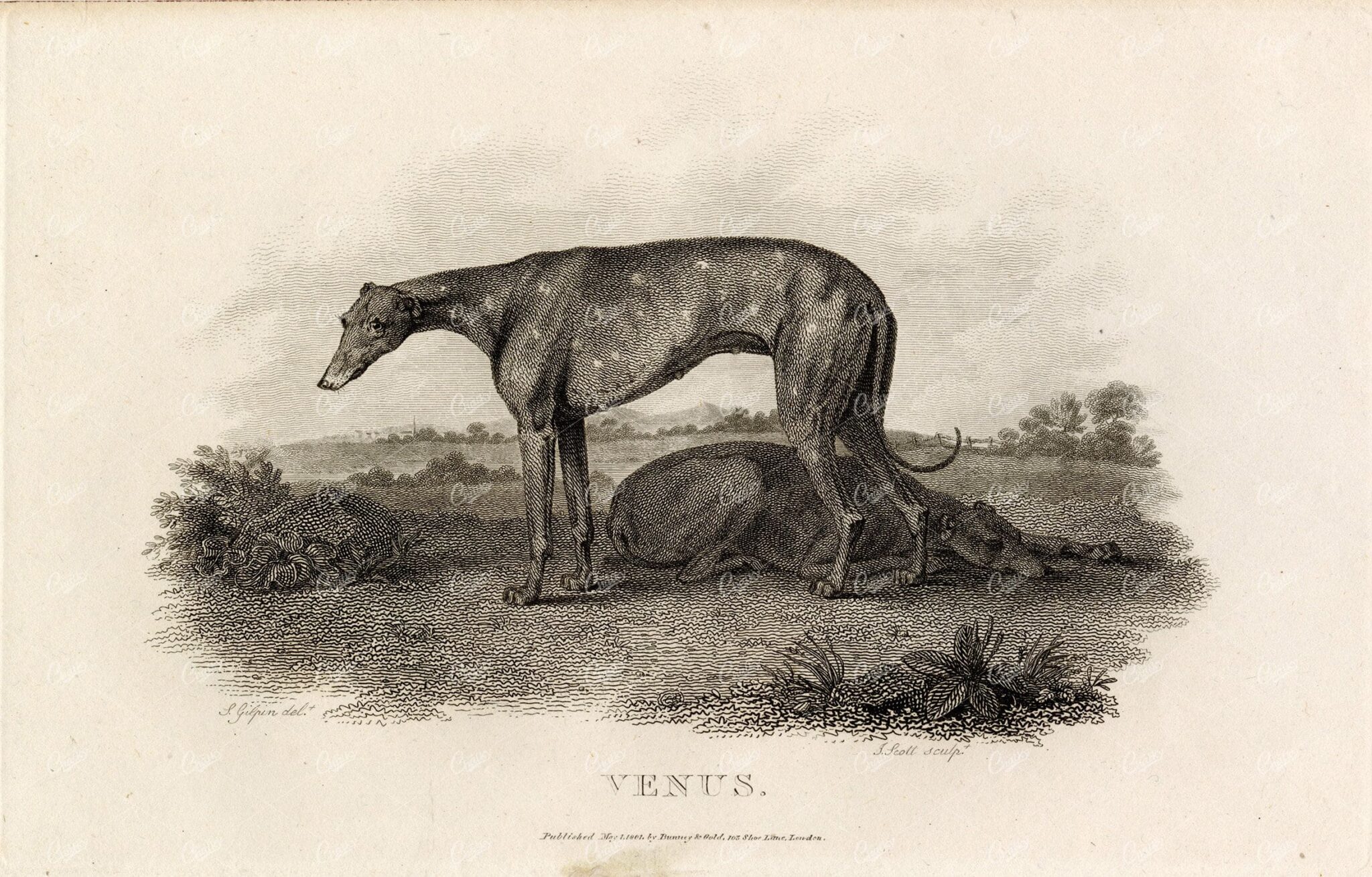 ANTIQUE Rural Sports Engraving - 'Venus' the Greyhound